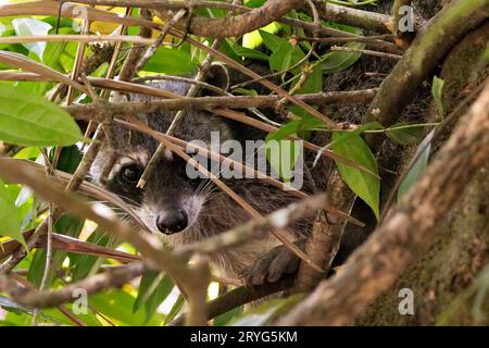 Raton laveur commun le long de la rivière Sierpe près du parc national du Corcovado, Costa Rica Banque D'Images