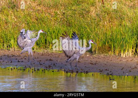 Grues de sable (Antigone canadensis) Banque D'Images