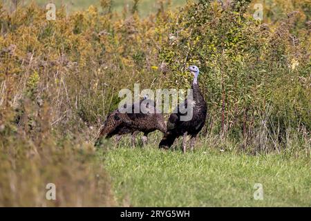 La dinde sauvage (Meleagris gallopavo) Banque D'Images