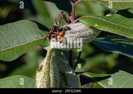 Le gros insecte de l'herbe à lait (Oncopeltus fasciatus) Banque D'Images