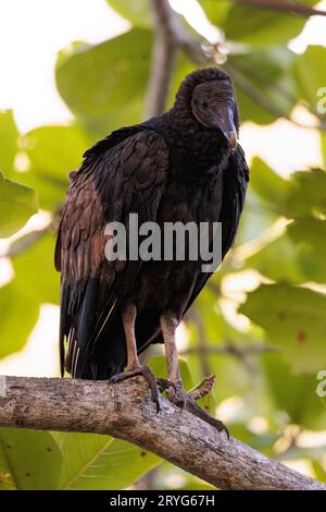 Vautour noir américain alias Urubu perché sur une branche à Tortuguero, Costa Rica Banque D'Images