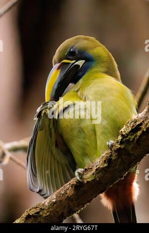 Toucanet d'émeraude perché sur une branche dans le refuge faunique Curi Cancha, Costa Rica Banque D'Images