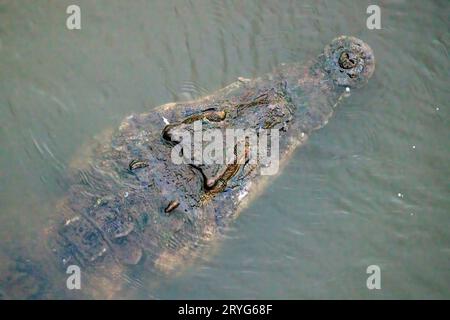 Gros plan d'un crocodile américain immergé dans la rivière Tarcoles, Costa Rica Banque D'Images