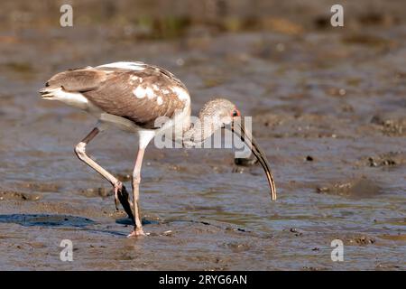 Ibis blanc américain juvénile marchant dans le parc national de Tortuguero, Costa Rica Banque D'Images