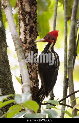 Pic à bec pâle cueillant un arbre dans le parc national du Corcovado, Costa Rica Banque D'Images