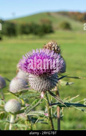 Cirsium eriophorum ou le chardon laineux fleurit à l'automne. Fleurs violettes de la famille des Asteraceae. Banque D'Images