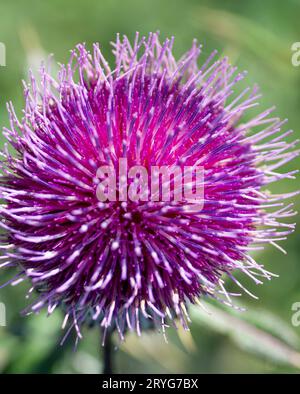 Cirsium eriophorum ou le chardon laineux fleurit à l'automne. Fleurs violettes de la famille des Asteraceae. Banque D'Images