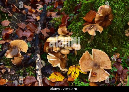 Agaric de miel ; champignon de miel ; champignon de miel foncé Banque D'Images