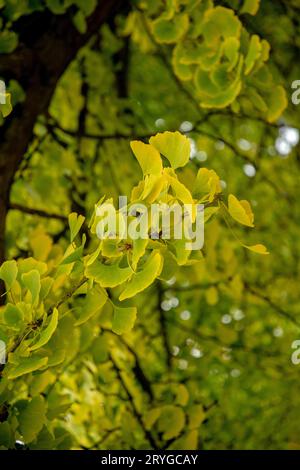 Feuilles d'automne de Ginkgo biloba, communément appelé ginkgo, gingko ou arbre à poils de maidenhair. Banque D'Images