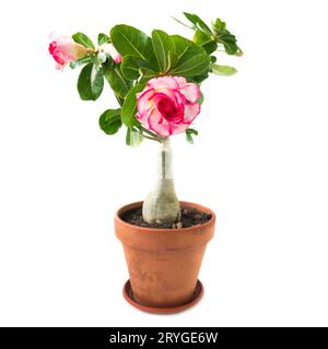 Fleur rose Adenium isolé sur blanc Banque D'Images