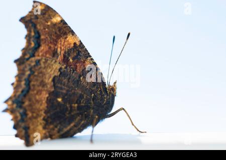 Pattes jaune Papillon écaille se trouve sur la fenêtre Banque D'Images