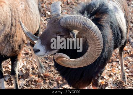Le mouflon européen (Ovis orientalis musimon). Banque D'Images
