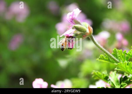 Abeille dans un géranium parfumé doux, Pelargonium graveolens, arbuste au printemps. Banque D'Images