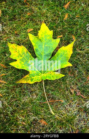 Feuille d'érable verte et jaune sur fond d'herbe verte Banque D'Images