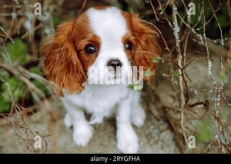 Portrait de chiot charmant cavalier rouge et blanc King Charles Spaniel couleur Blenheim est assis sur la pierre sur fond de branches brunes. Montée et Banque D'Images