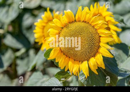 Gros plan sur un tournesol parfait dans le domaine. Heure d'été. Banque D'Images