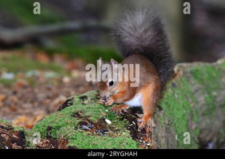 Écureuil roux adulte. Brownsea Island, Dorset, Royaume-Uni Banque D'Images