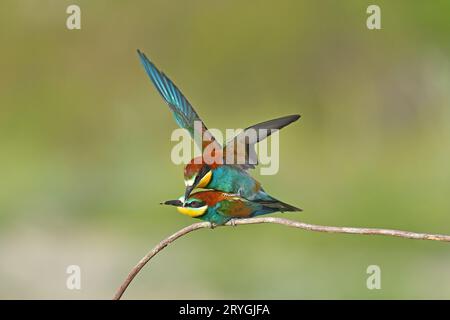 Deux mangeurs d'abeilles européens, Merops apiaster, assis sur un bâton s'accouplant, dans une belle lumière chaude du matin, Burdur, Turquie. Nettoyer le fond vert Banque D'Images