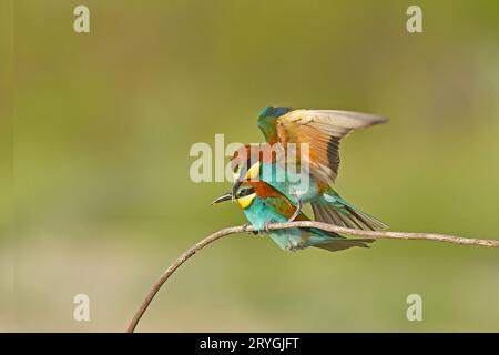 Deux mangeurs d'abeilles européens, Merops apiaster, assis sur un bâton s'accouplant, dans une belle lumière chaude du matin, Burdur, Turquie. Nettoyer le fond vert Banque D'Images