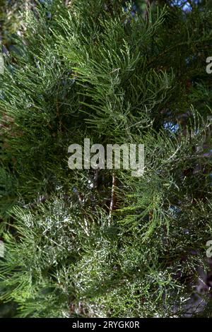 Feuilles géantes et branches vertes en séquoia. Aiguilles de séquoiadendron giganteum ou de séquoia Sierra. Gros plan. Détails. Banque D'Images