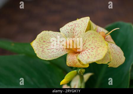Vue rapprochée d'une belle plante canna cannasol orange jaune en fleur. Banque D'Images