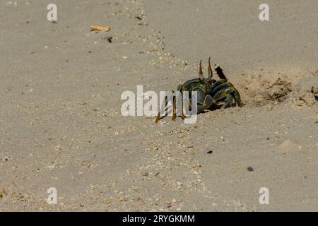 Crabe fantôme aux yeux cornes sur la plage des Maldives Banque D'Images