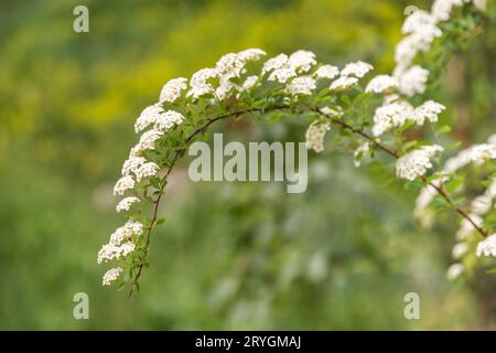 Fleurs blanches fleuries sur une branche d'arbre, gros plan, le printemps est ici Banque D'Images