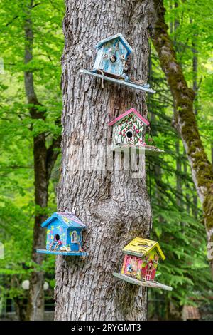 Mangeoires d'oiseaux colorées sur un arbre, printemps en Géorgie Banque D'Images