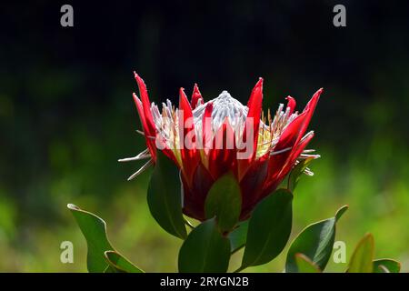Détail de la fleur du roi protea (Protea cynaroides) avec un fond vert Banque D'Images