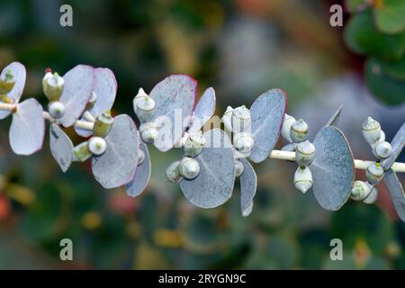 Feuilles et fruits d'Eucalyptus pulverulenta sur une petite branche. Mise au point sélective Banque D'Images