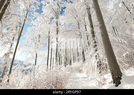 Chemin à travers la forêt d'hiver Banque D'Images