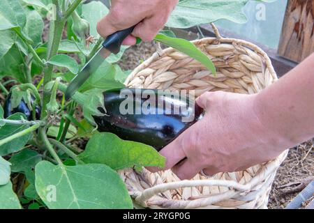 Cueillette à la main d'aubergines, d'aubergines ou de brinjal organiques dans la serre. Banque D'Images