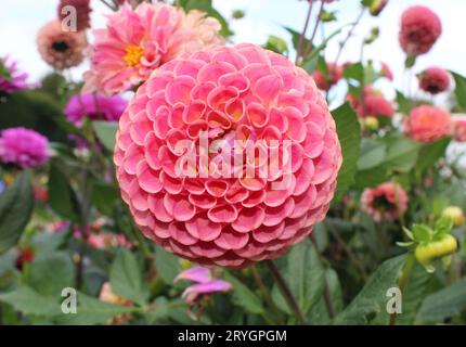 Dahlia « Caitlin's Joy » Banque D'Images