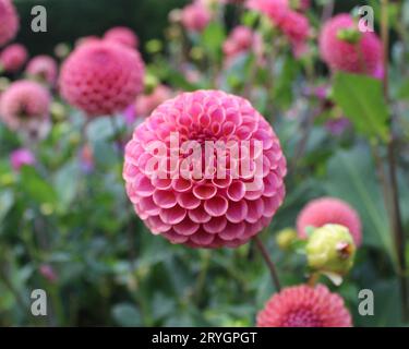 Dahlia « Caitlin's Joy » Banque D'Images