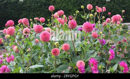 Dahlia « Caitlin's Joy » Banque D'Images