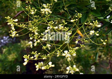 Fleurs de la pagode (Styphnolobium japonicum ou Sophora japonica) cultivées dans un parc. Banque D'Images