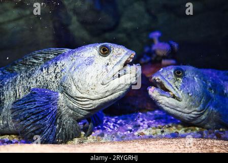 Beau poisson coloré dans l'aquarium Banque D'Images