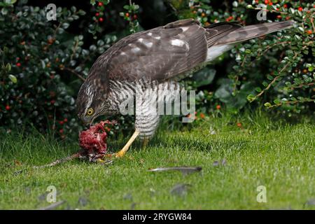 SPARROWHAWK se nourrissant de restes d'un oiseau noir, Royaume-Uni. Banque D'Images