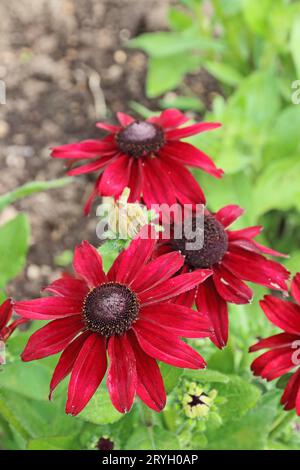 Rudbeckia hirta 'Cherry Brandy' Banque D'Images