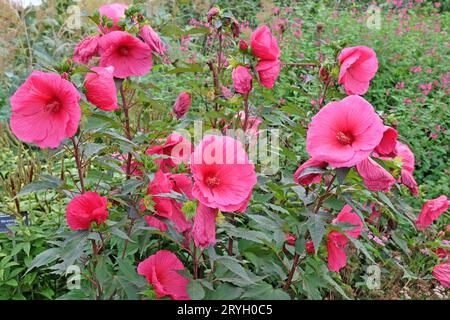 Hibiscus moscheutos rouge, ou mauve rose marécageuse, ÔTangriÕ en fleur Banque D'Images