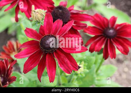 Rudbeckia hirta 'Cherry Brandy' Banque D'Images