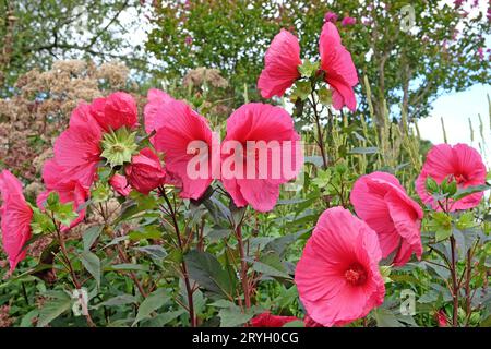 Hibiscus moscheutos rouge, ou mauve rose marécageuse, ÔTangriÕ en fleur Banque D'Images