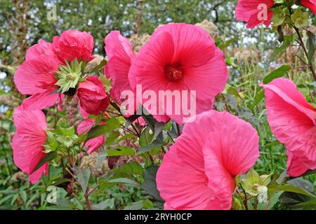 Hibiscus moscheutos rouge, ou mauve rose marécageuse, ÔTangriÕ en fleur Banque D'Images