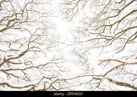 Motifs de branches de chênes sessiles dans les bois après une chute de neige. Powys, pays de Galles. Mars. Banque D'Images