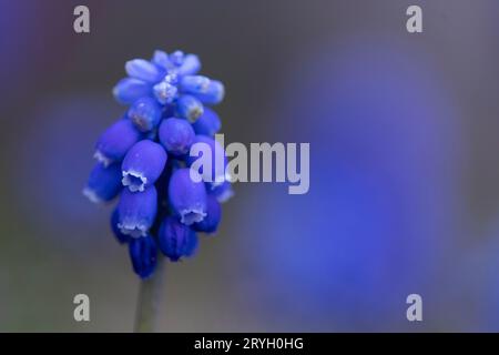 Hyacinthe de raisin commun (Muscari armeniacum) fleurissant dans un jardin. Powys, pays de Galles. Avril. Banque D'Images