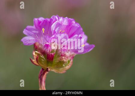 Friche (Armeria maritima) gros plan d'une tête de fleur. Aber Dysynni, Gwynedd, pays de Galles. Mai. Banque D'Images