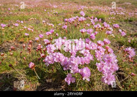 Friche (Armeria maritima) fleurissant sur bardeau derrière une plage. Aber Dysynni, Gwynedd, pays de Galles. Mai. Banque D'Images