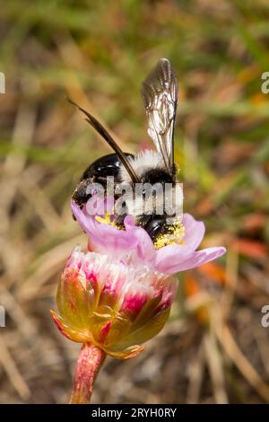 Ashy Mining Bee (Andrena cineraria) femelle se nourrissant de fleurs de Thrift. Aber Dysynni, Gwynedd, pays de Galles. Mai. Banque D'Images
