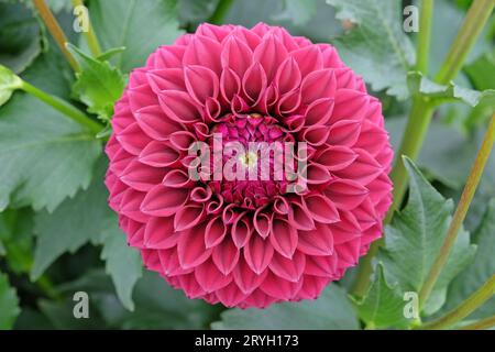 Boule rouge violette dahlia 'Blyton Red Ace' en fleur. Banque D'Images
