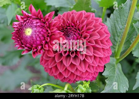 Boule rouge violette dahlia 'Blyton Red Ace' en fleur. Banque D'Images
